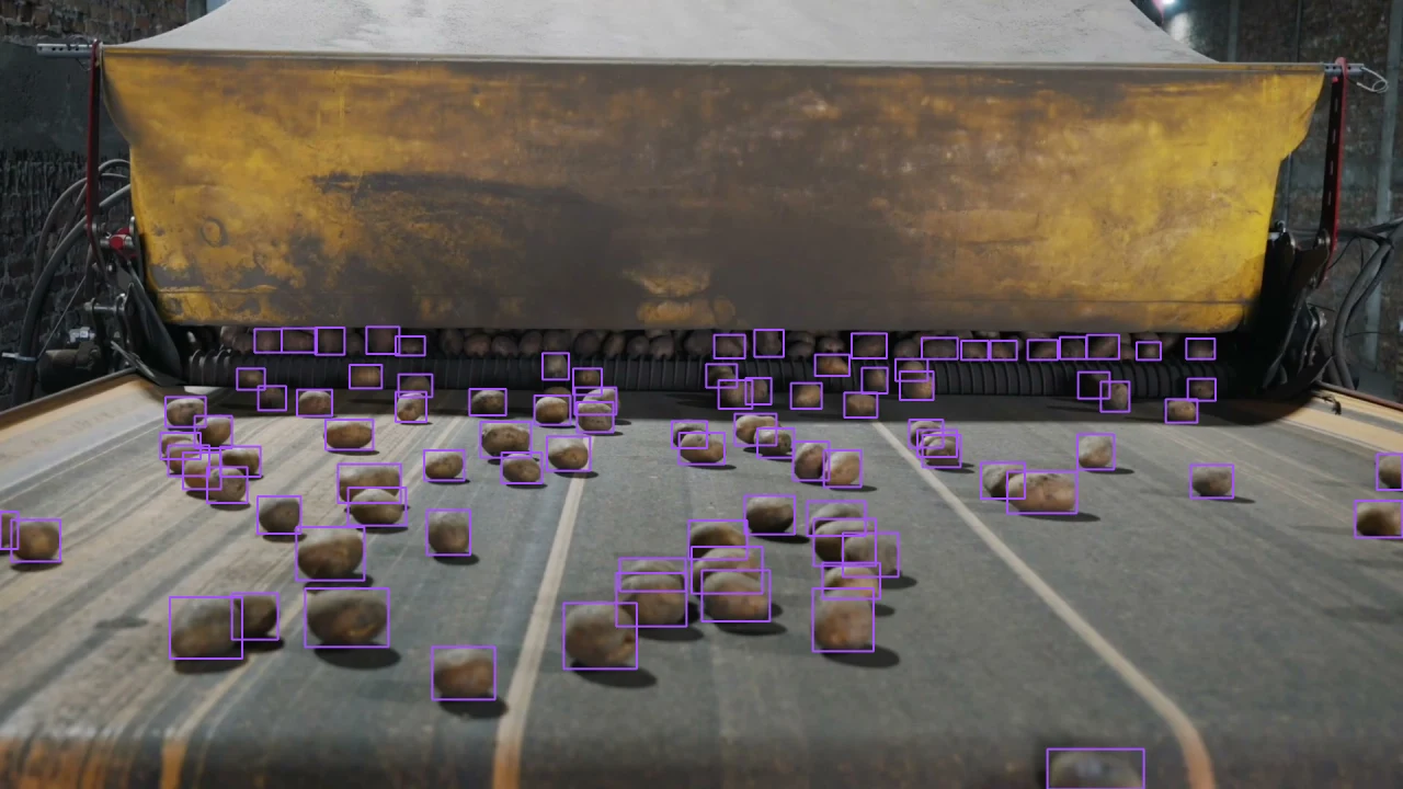 Potatoes on a conveyor, each marked with a bounding box